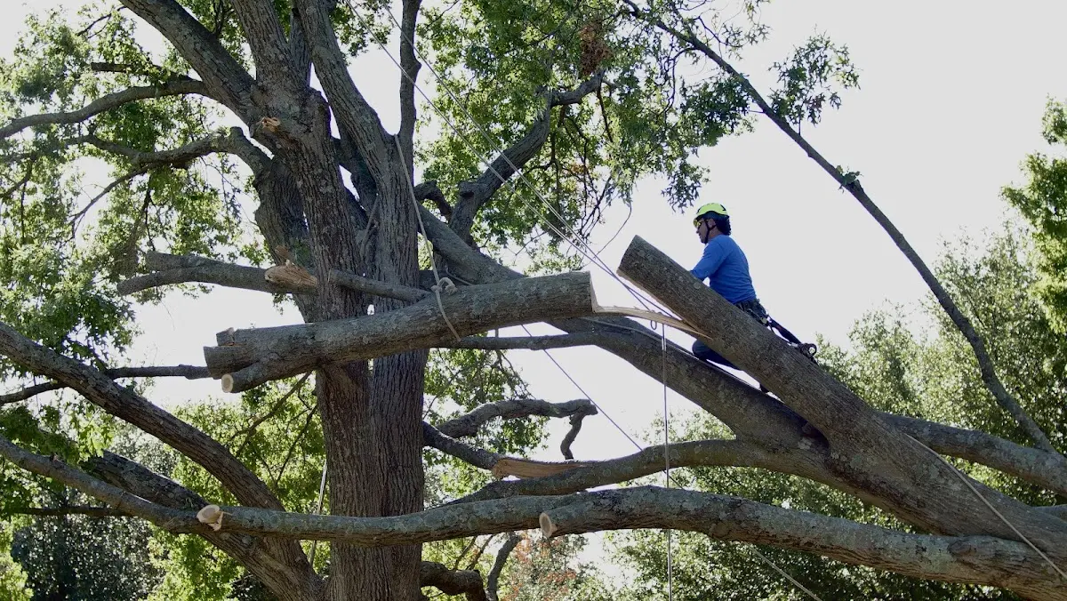 Professional Hazardous Tree Removal performed by certified arborists in Lexington